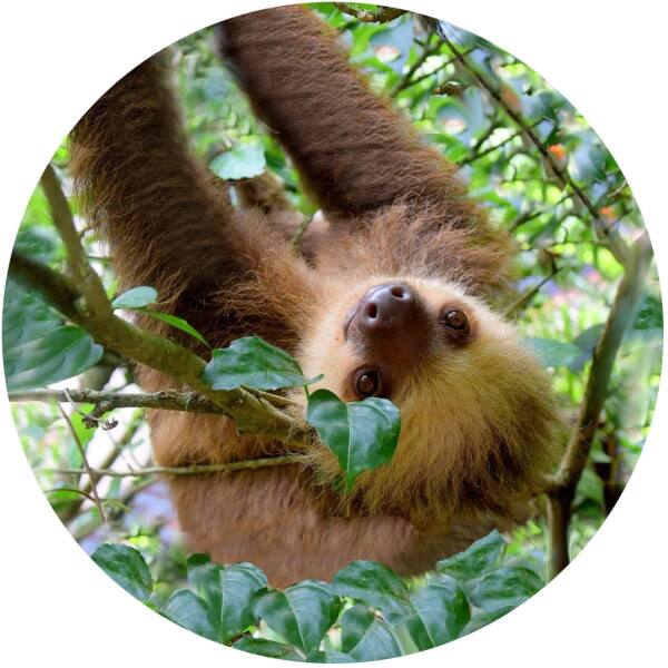 Strong, colorful, round glass magnets, motif 2 Sloths