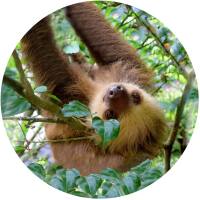 Glas Magnet- Faultier 2