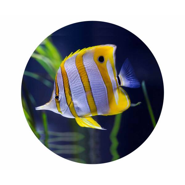 Strong, colorful, round glass magnets, motif Yellow-White Fish