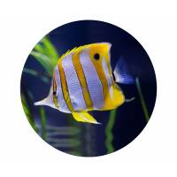 Glas Magnet- gelbweisser Fisch