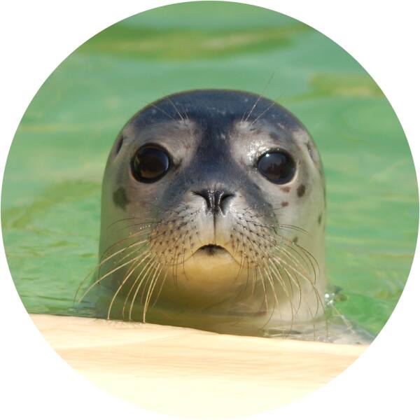 Glas Magnet- Seehund am Beckenrand