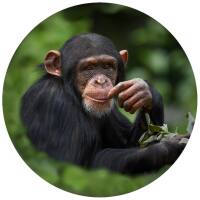 Glas Magnet- Schimpanse