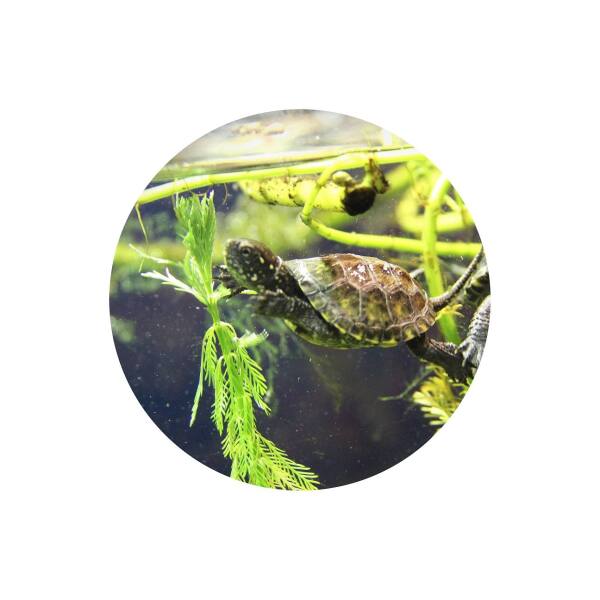 Glas Magnet- Wasserschildkröte Emy