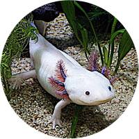 Glas Magnet- Axolotl