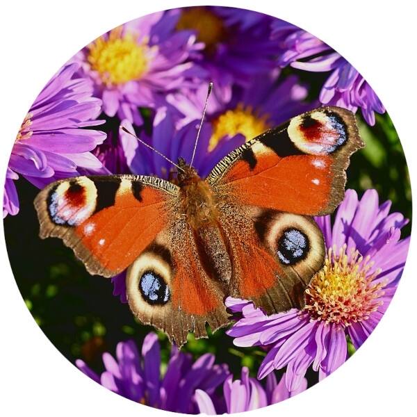 Glas Magnet- Schmetterling Tagpfauenauge