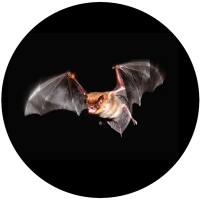 Glas Magnet- Fledermaus