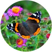 Glas Magnet- Schmetterling Admiral