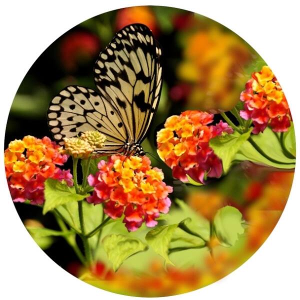 Strong, colorful, round glass magnets, motif Tree nymph butterfly