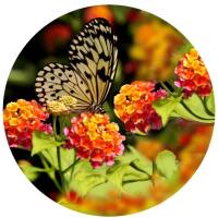 Glas Magnet- Schmetterling Baumnymphe