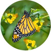 Glas Magnet- Schmetterling Monarch