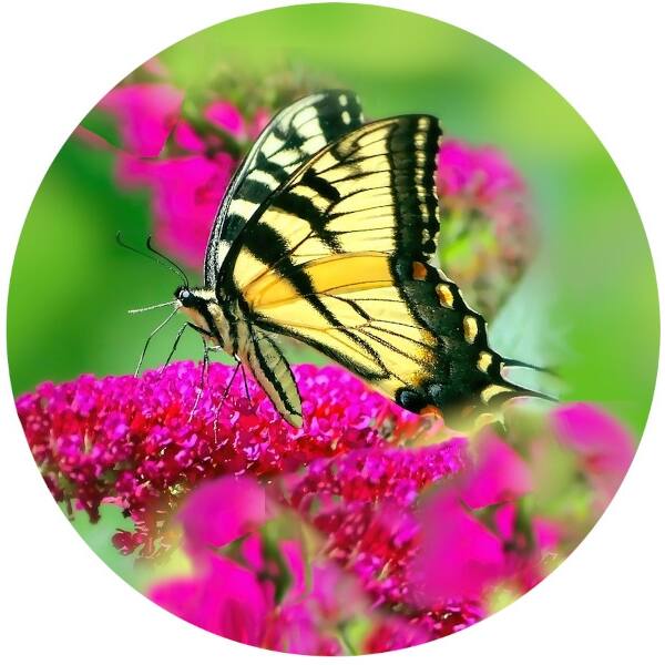 Glas Magnet- Schmetterling Schwalbenschwanz