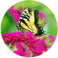 Glas Magnet- Schmetterling Schwalbenschwanz