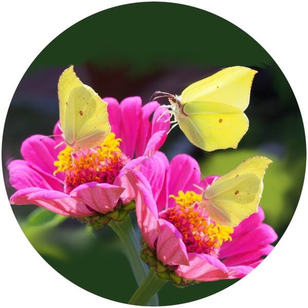 Glas Magnet- Schmetterling Zitronenfalter