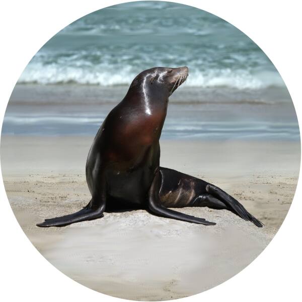 Glas Magnet- Seehund am Strand