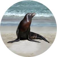 Glas Magnet- Seehund am Strand