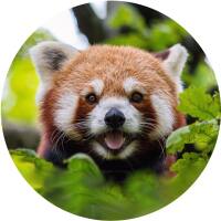 Glas Magnet- Roter Panda