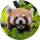 Strong, colorful, round glass magnets, motif red panda