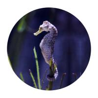 Glas Magnet- Seepferdchen lila