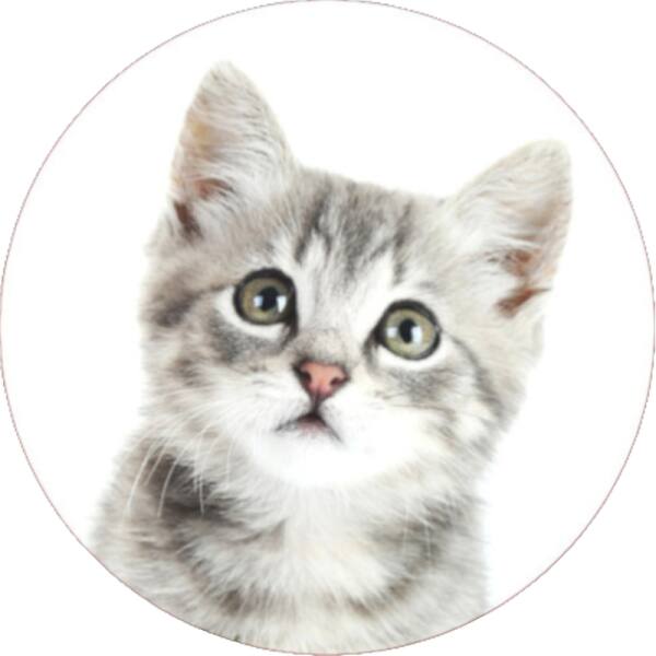 Strong, colorful, round glass magnets, motif Cat