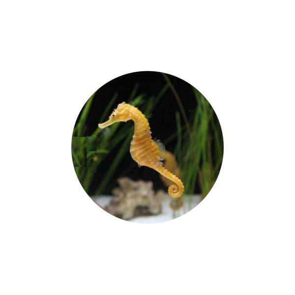 Glas Magnet- Seepferdchen