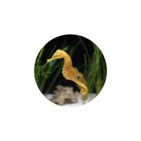 Glas Magnet- Seepferdchen