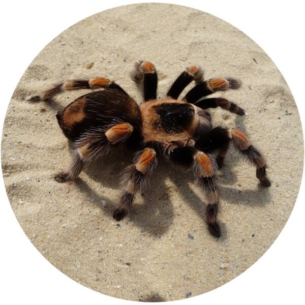 Glas Magnet- Vogelspinne