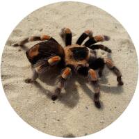 Glas Magnet- Vogelspinne