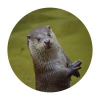Glas Magnet- Otter