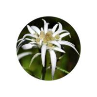 Glas Magnet- Edelweiss