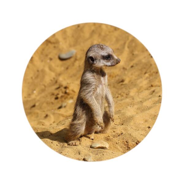 Glas Magnet- Erdmännchen