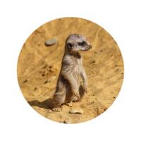 Glas Magnet- Erdmännchen