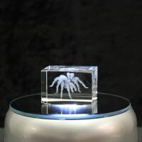 3D-Glas-Cube-Vogelspinne, versch. Größen