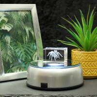 3D-Glas-Cube-Vogelspinne, versch. Größen