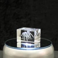 3D-Glas-Cube-Vogelspinne, versch. Größen